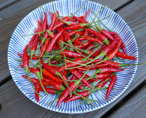 Red Chilli